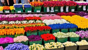 mallorca_airport_rentals_wheelchair